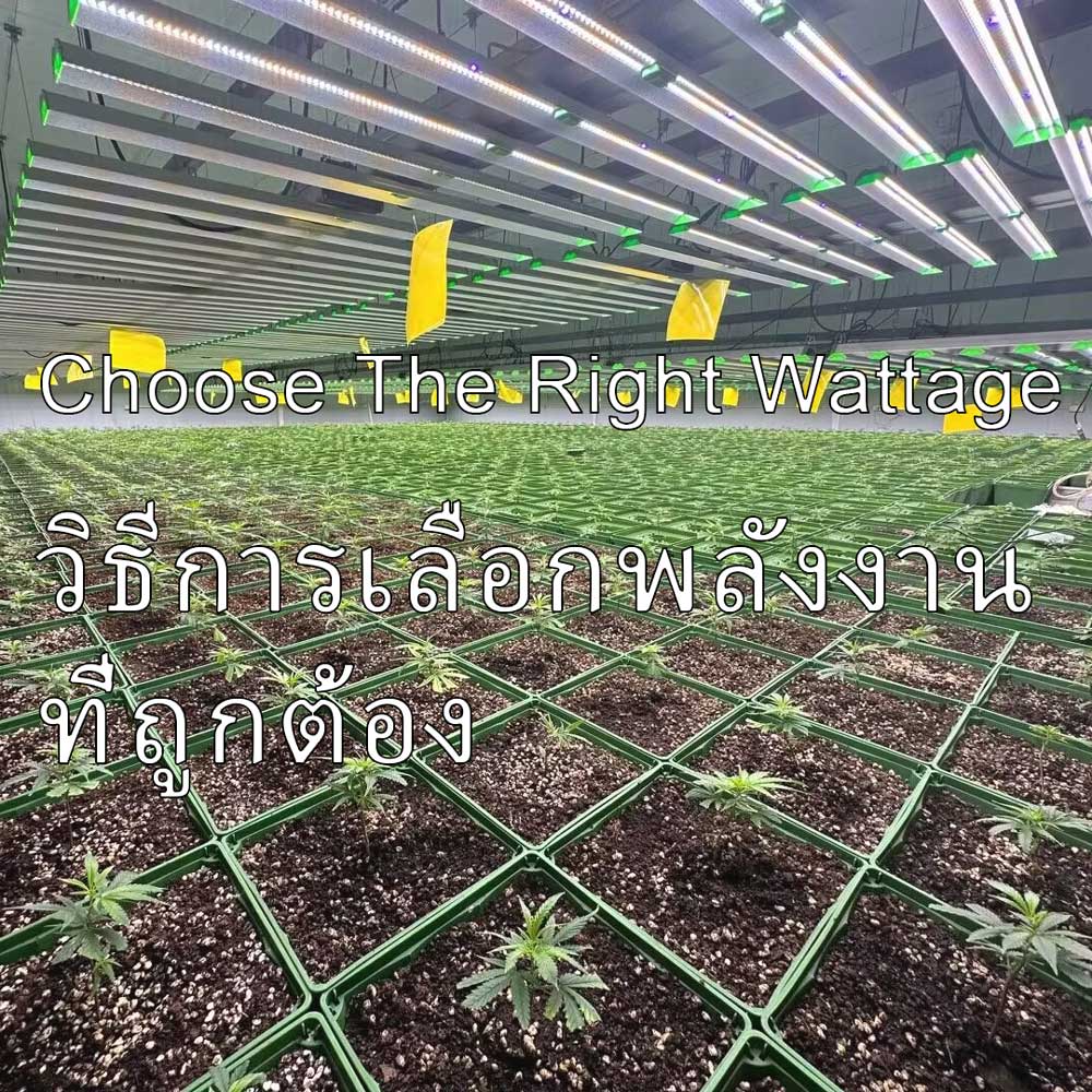 ต้องใช้วัตต์เท่าไหร่สำหรับพืชของคุณ