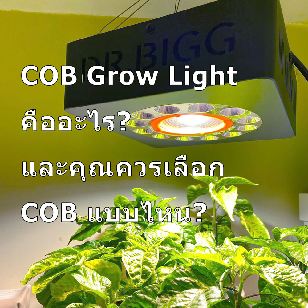COB Grow Light คืออะไร?  และคุณควรเลือก  COB แบบไหน?