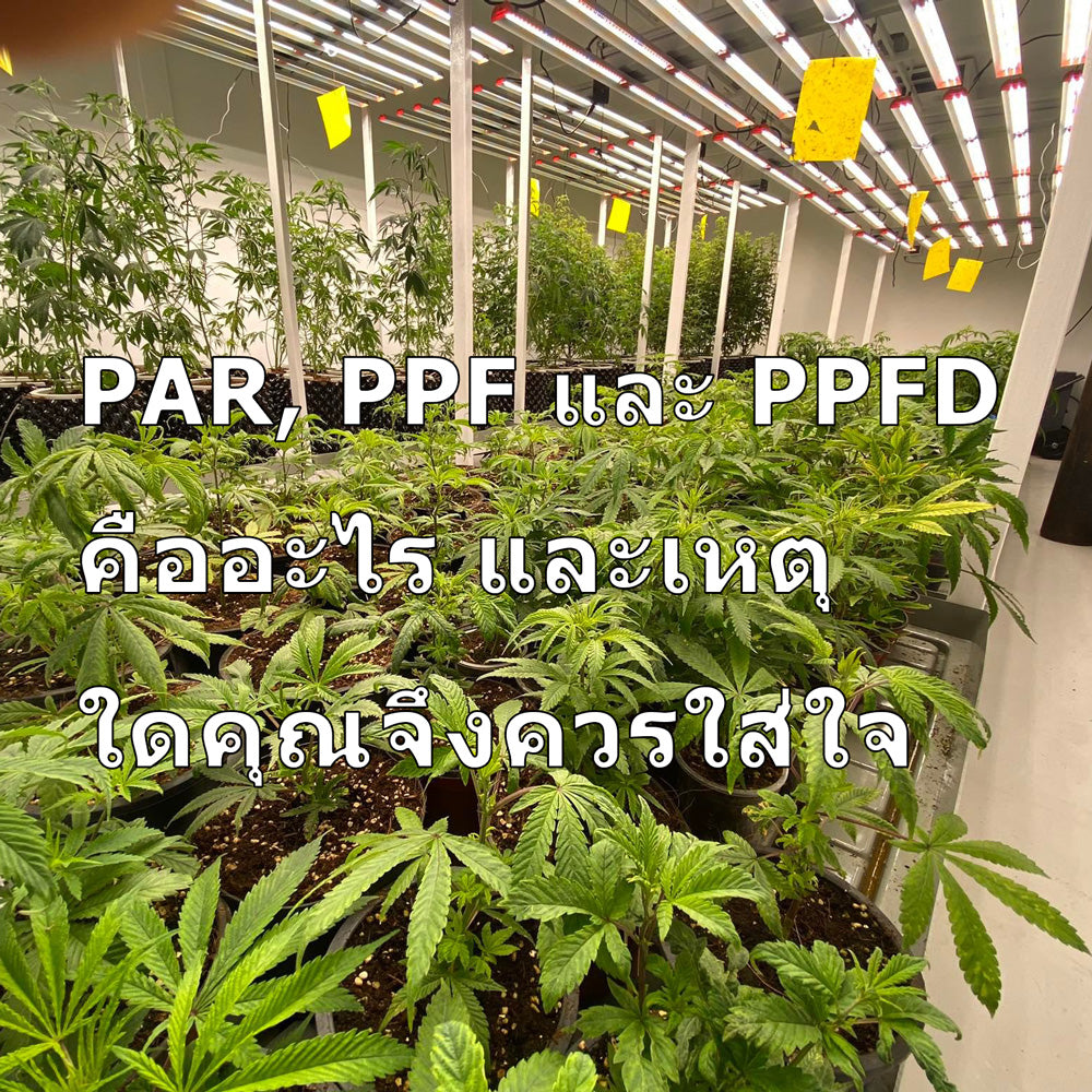 PAR, PPF และ PPFD คืออะไร และเหตุใดคุณจึงควรใส่ใจ